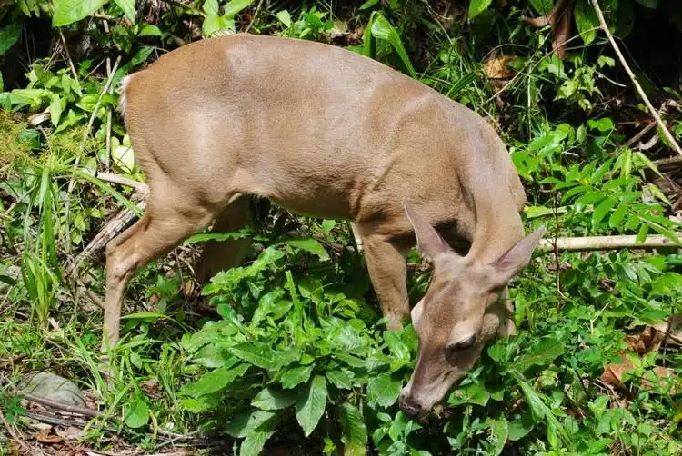 Das Beste, Was Man In Manuel Antonio Costa Rica Tun Kann