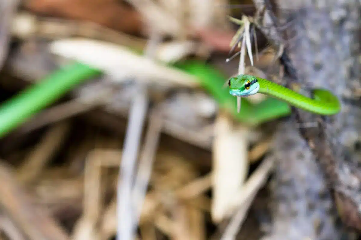 Manuel Antonio Nationalpark Karte