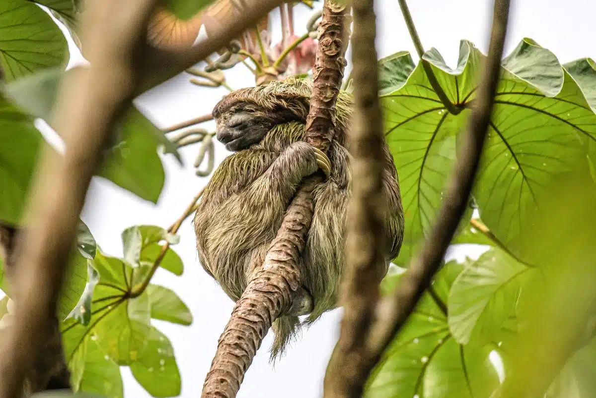 Manuel-Antonio-Park-In-Costa-Rica