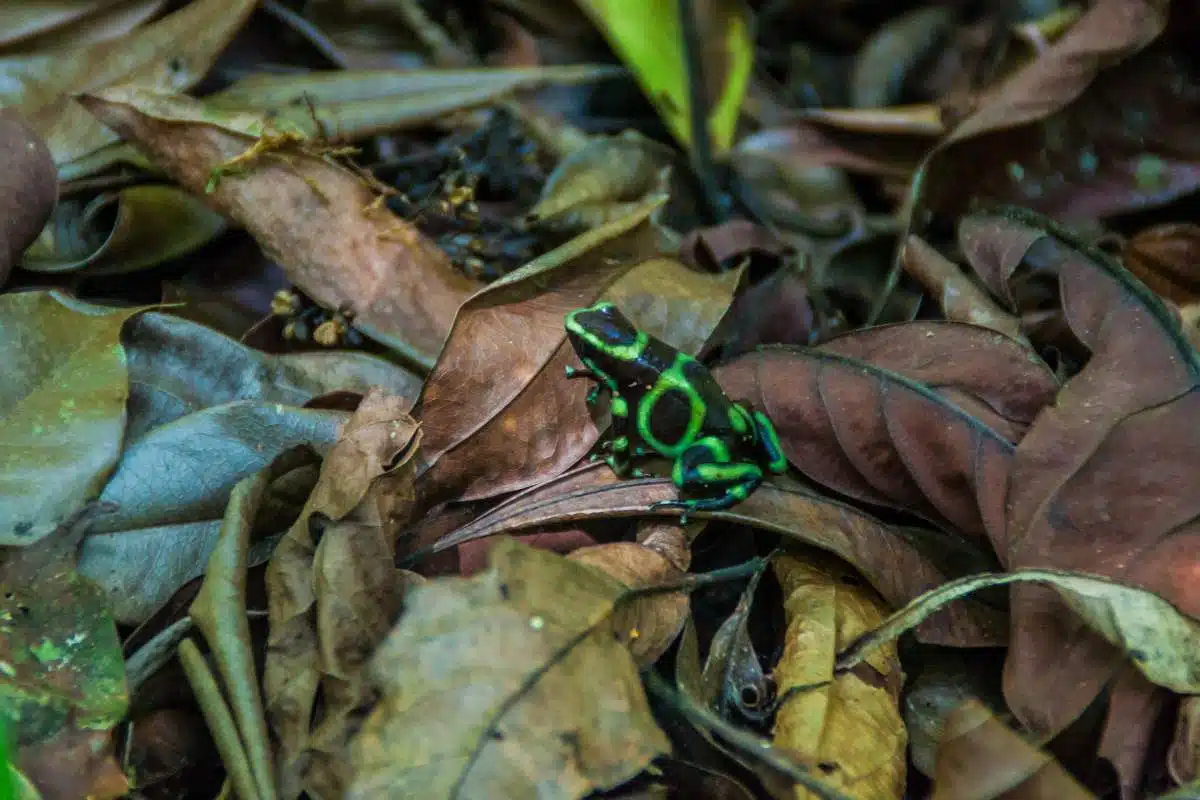 Parque-National-Manuel-Antonio