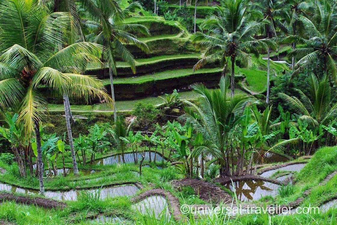 Emerald Green Rice Fields of Ubud in Bali, Indonesia 2