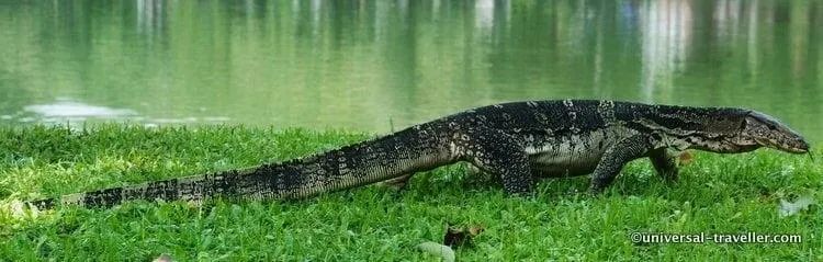 Lizards Running Wild In Lumphini Park.