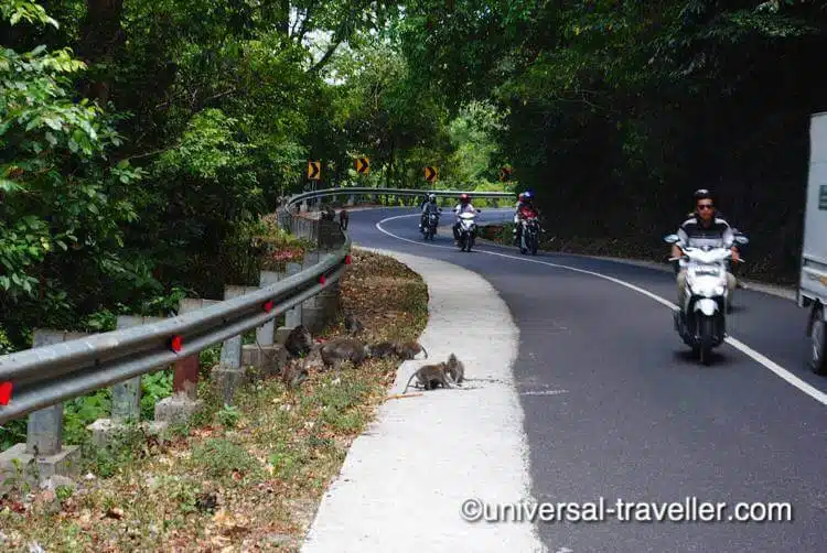 Pusuk Monkey Forest Bij Senggigi.