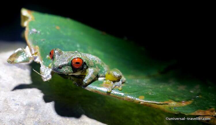 Wat Te Doen In Monteverde