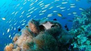 Diving at Rosario Island Nationalpark