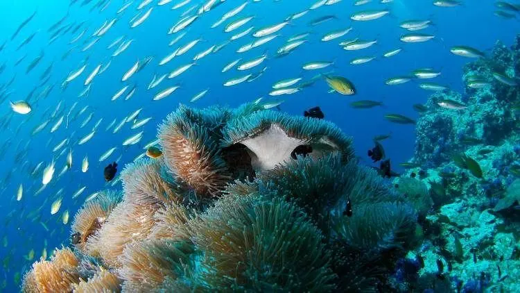 Mejores cosas que hacer en Isla Tortuga Costa Rica 17 Diving at Rosario Island Nationalpark