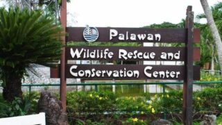 Crocodile Farm Palawan Wildlife Rescue Center in Puerto Princesa