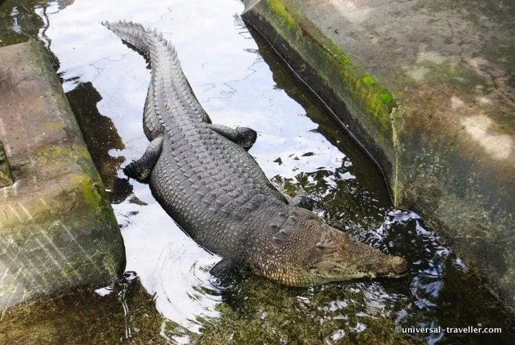 Krokodillen-Boerderij-Palawan-Wildlife-Rescue-Center-In-Puerto-Princesa-011