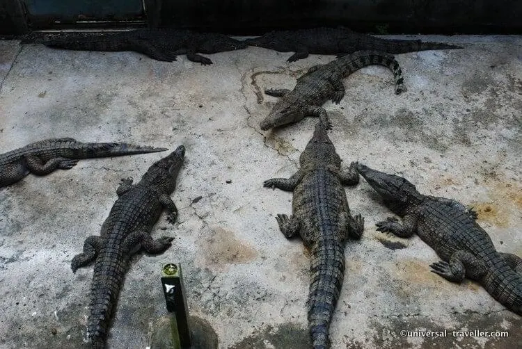 Krokodillen-Boerderij-Palawan-Wildlife-Rescue-Center-In-Puerto-Princesa-012