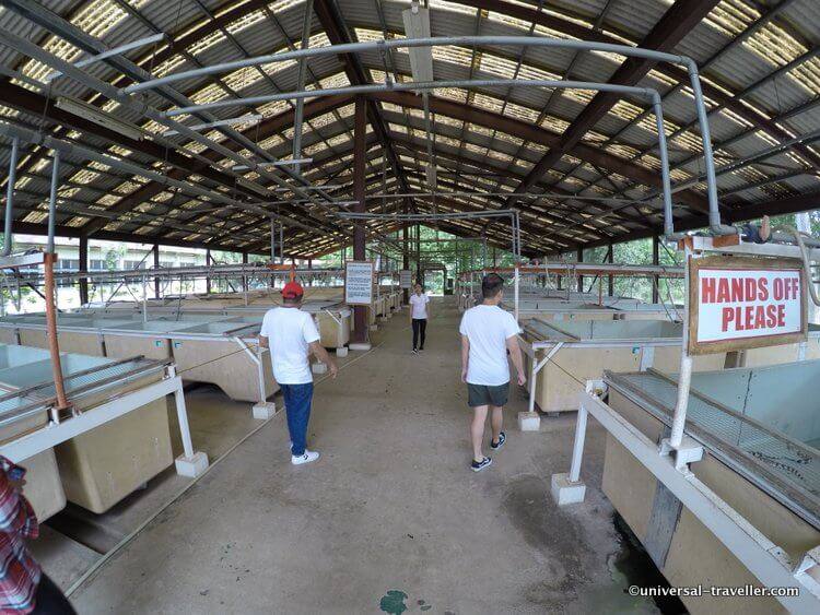 Fattoria Dei Coccodrilli Palawan Wildlife Rescue Center A Puerto Princesa