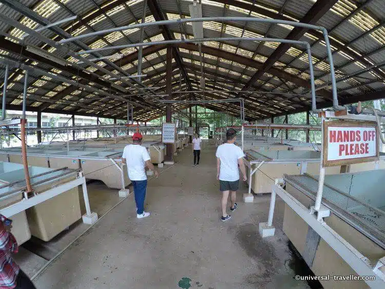 Crocodile Farm Palawan Wildlife Rescue Center in Puerto Princesa