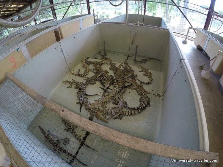 Krokodillenboerderij Palawan Wildlife Rescue Center In Puerto Princesa