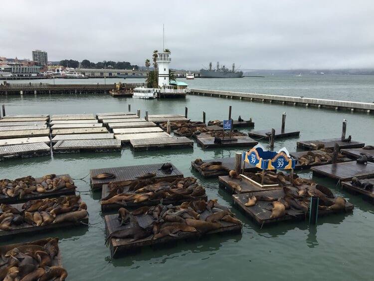 Sea Lions At Pier 39 In San Francisco