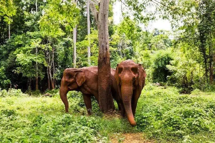 Ellies Scratching