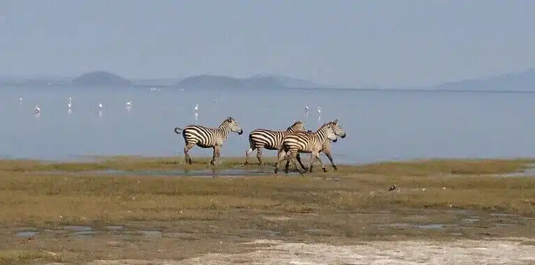 Lake Manyara