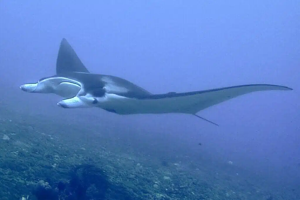 Manta Ray In Komodo