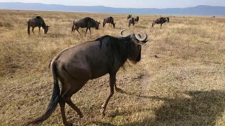 Ngorongoro Crater 1