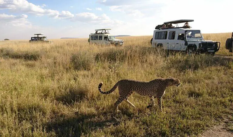 The Serengeti