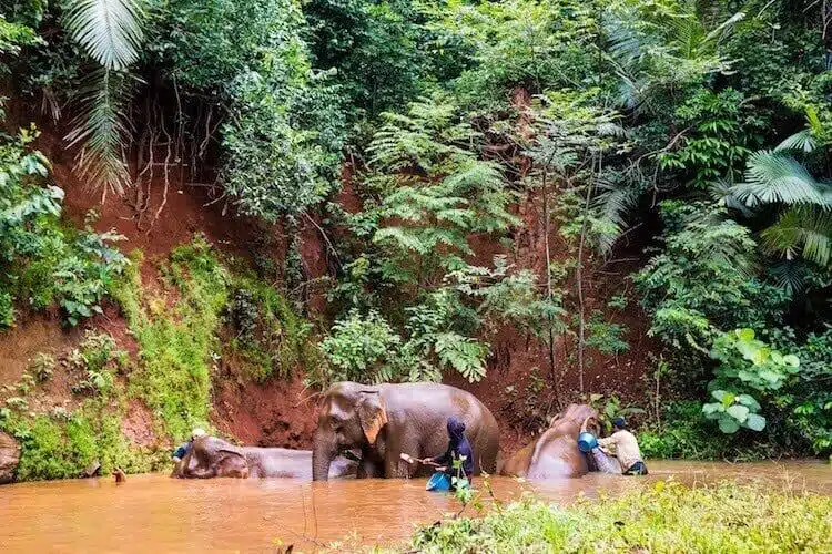 Washing The Ellies