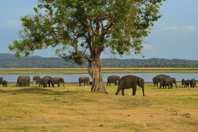 Best Things To Do In Sri Lanka Places To Visit In Sri Lanka 005