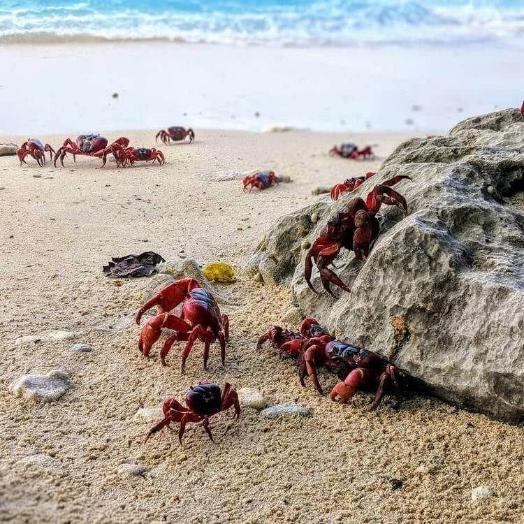 Migration Des Crabes Rouges Sur L'îLe Christmas