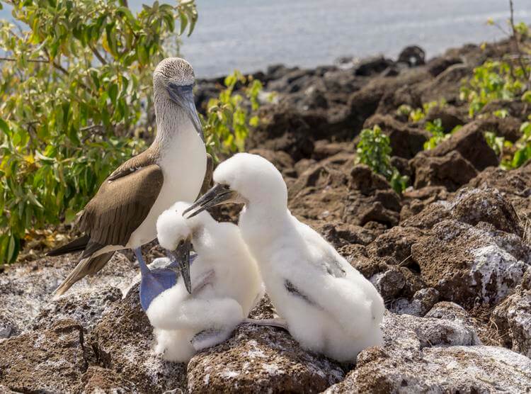 Tagestour Zur Insel Loba Galapagos Kreuzfahrt