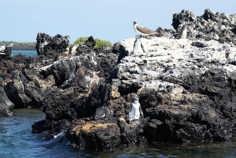 Los Tuneles Isola Di Isabela Pinguino Delle Galapagos