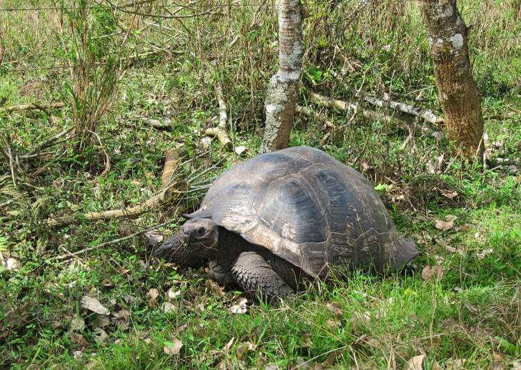 Visit Rancho Primicias On Santa Cruz Island To See Giant Galapagos Tortoise