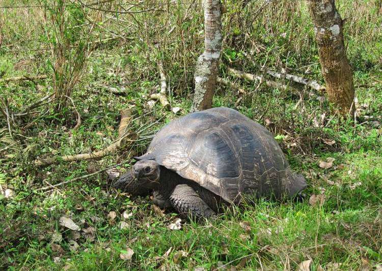 Visit Rancho Primicias on Santa Cruz Island to see Giant galapagos tortoise