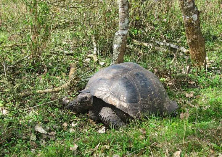 Visita Rancho Primicias Sull'isola Di Santa Cruz Per Vedere La Tartaruga Gigante Delle Galapagos