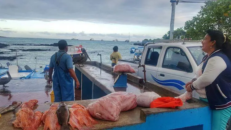 Fischmarkt Santa Cruz Galapagos-Ferien