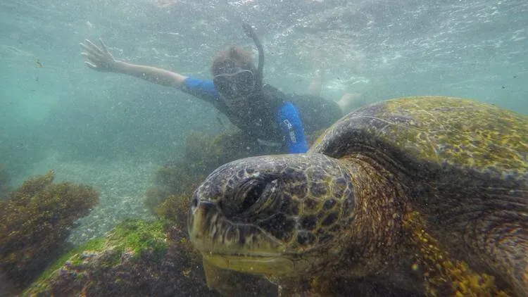 tartaruga marinha de galápagos com tubo de respiração