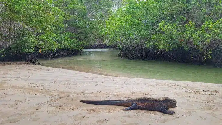 Aeroporto Delle Isole Galapagos