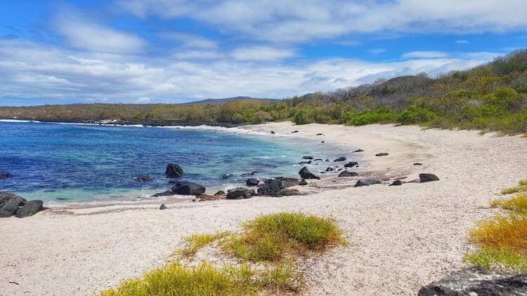 Galapagos Zeeleeuw Op Het Strand