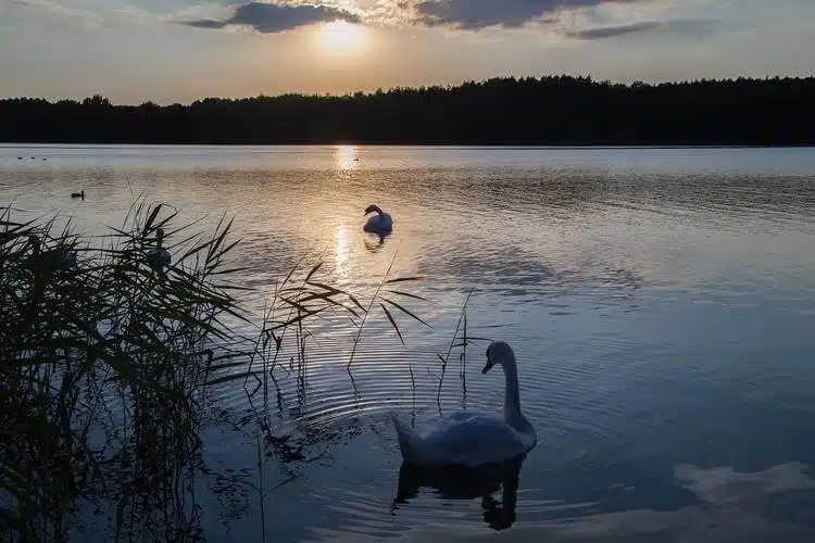 Mecklenburger Seenplatte Hausboot Mieten