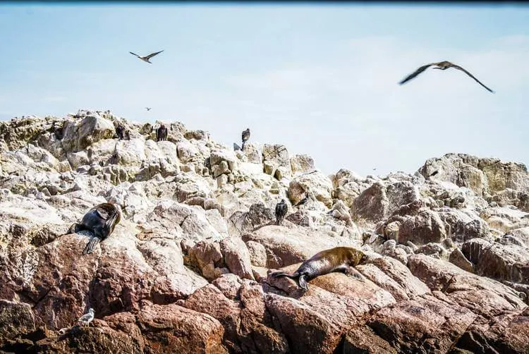 Lugar No Peru Ilhas Ballestas Peru