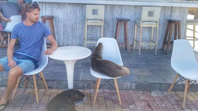 TraîNer Avec Des Lions De Mer à San Cristobal, Dans Les îLes GaláPagos.