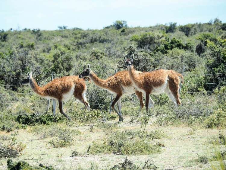 Guide De Voyage De La Patagonie