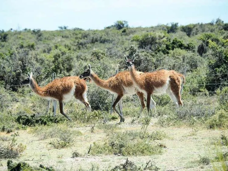 Reisgids Voor Patagonië