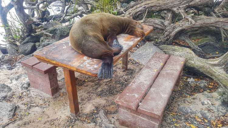 Sea Lions on table