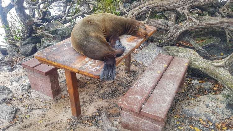 Lions De Mer Sur La Table