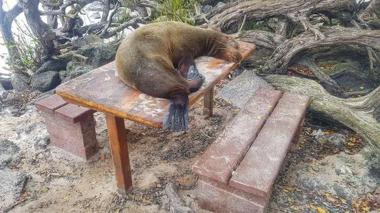 SeelöWen Auf Dem Tisch