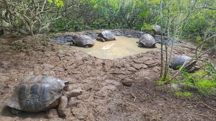 Reuzenschildpadden Galapagos Eilanden
