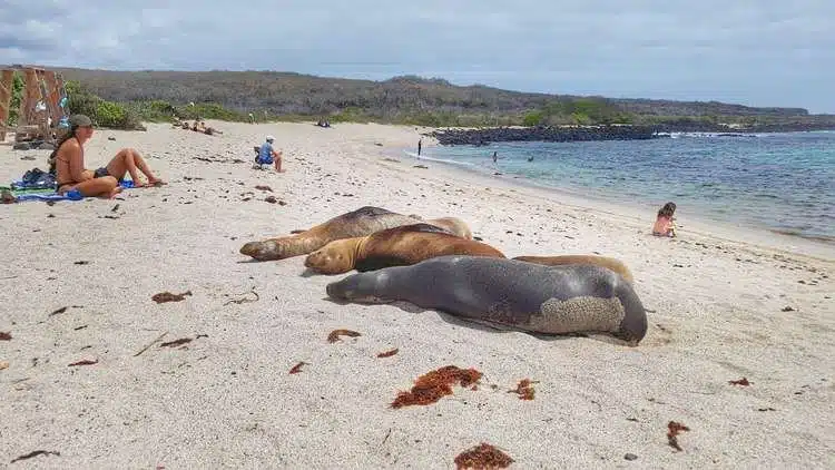 Lions De Mer îLes Galapagos