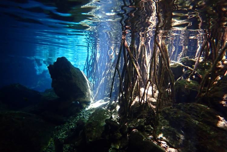 What Is A Cenote In Mexico