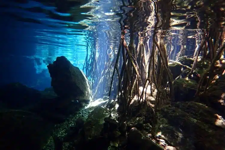 Die Schönsten Cenoten In Tulum Mexiko (Cenote Guide 2020) 24 What Is A Cenote In Mexico