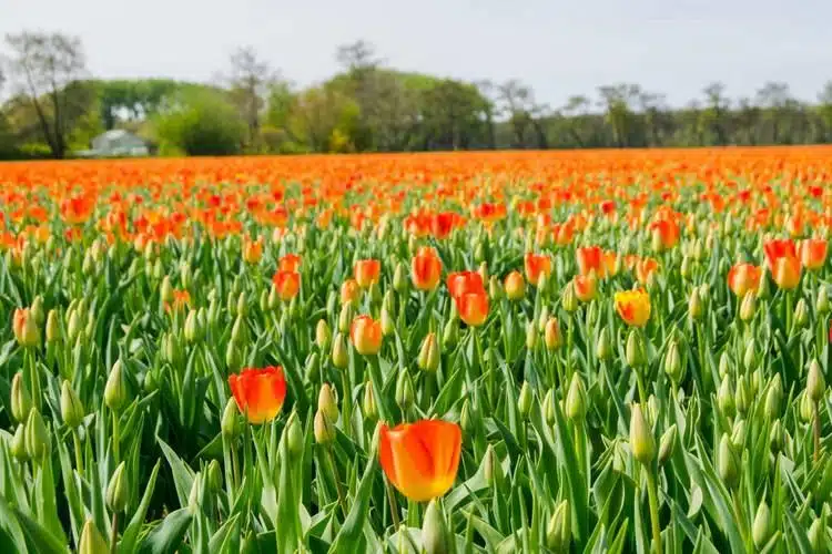 Bike Along The Tulip Fields In The Netherlands