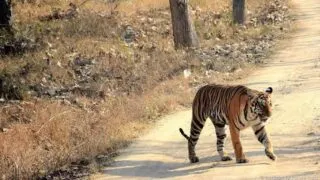 Tiger Safari India