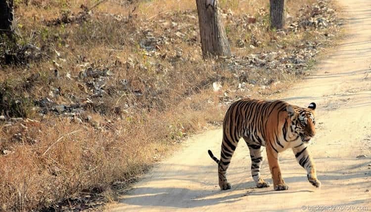Safari de tigres en Inde