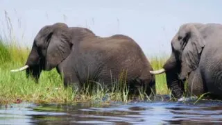 Elephants Okavango Delta